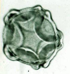 alnus acet